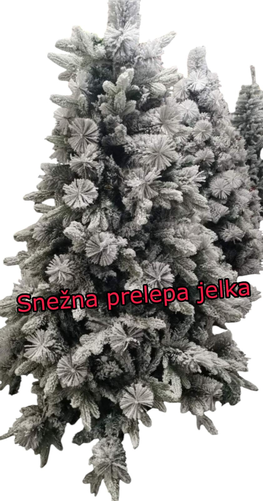 🎄Jelka Novogodišnja Bor prskana 120cm,150cm,180cm,210cm,240cm🎄